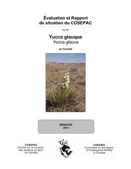 Yucca Glauque Yucca Glauca