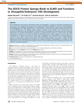 The DOCK Protein Sponge Binds to ELMO and Functions in Drosophila Embryonic CNS Development