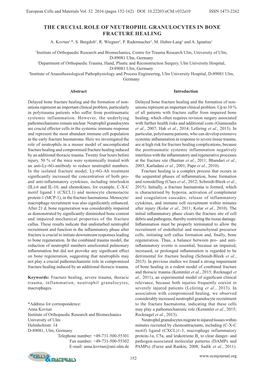 The Crucial Role of Neutrophil Granulocytes in Bone Fracture Healing A