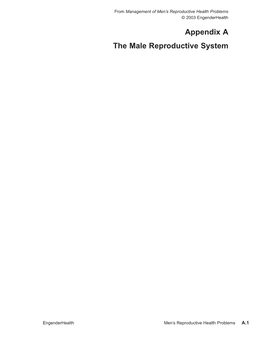 The Male Reproductive System