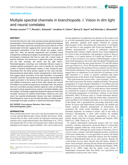 Multiple Spectral Channels in Branchiopods. I. Vision in Dim Light and Neural Correlates Nicolas Lessios1,2,*,‡, Ronald L