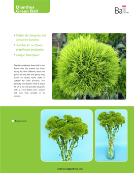 Dianthus Green Ball ™