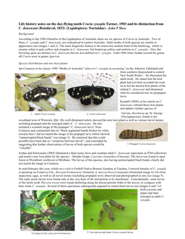 Life History Notes on the Day-Flying Moth Cruria Synopla Turner, 1903 and Its Distinction from C