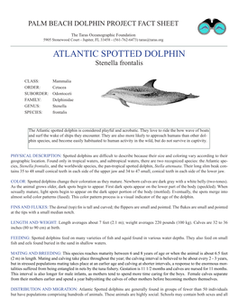 ATLANTIC SPOTTED DOLPHIN Stenella Frontalis