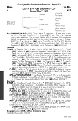 DARK BAY OR BROWN FILLY Barn 7 Hip No