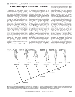 Counting the Fingers of Birds and Dinosaurs Favor the I-II-III Hypothesis