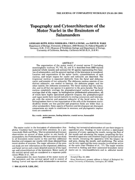 Topography and Cytoarchitecture of the Motor Nuclei in the Brainstem of Salamanders