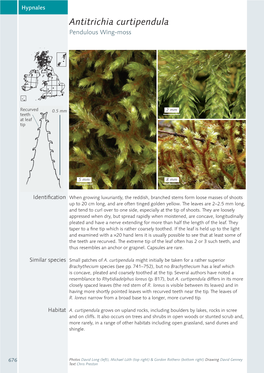 Antitrichia Curtipendula Pendulous Wing-Moss