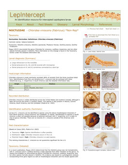 Chloridea Virescens (Fabricius) *Non-Rep*