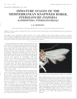 Immature Stages of the Mediterranean Knapweed Borer, Pterolonche Inspersa (Lepidoptera: Pterolonchidae)