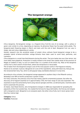 The Bergamot Orange