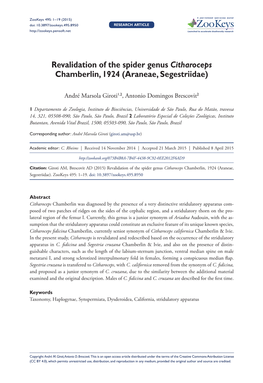 ﻿Revalidation of the Spider Genus Citharoceps Chamberlin, 1924