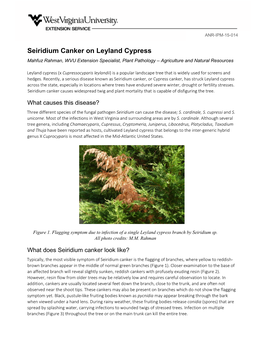 Seiridium Canker on Leyland Cypress Mahfuz Rahman, WVU Extension Specialist, Plant Pathology – Agriculture and Natural Resources