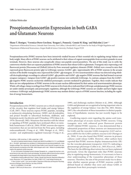 Proopiomelanocortin Expression in Both GABA and Glutamate Neurons