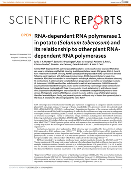 RNA-Dependent RNA Polymerase 1 in Potato