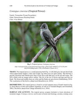 Contopus Cinereus (Tropical Pewee)