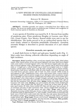 A NEW SPECIES of EXOTELEIA (GELECHIIDAE REARED from PONDEROSA PINE a New Species of Exoteleia Was Reared by R. E. Stevens from N