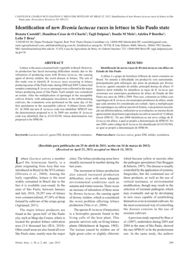 Identification of New Bremia Lactucae Races in Lettuce in São Paulo State