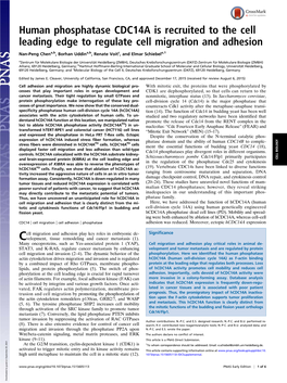 Human Phosphatase CDC14A Is Recruited to the Cell Leading Edge to Regulate Cell Migration and Adhesion