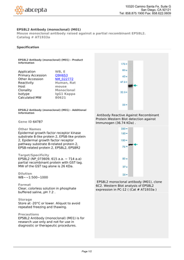 EPS8L2 Antibody (Monoclonal) (M01) Mouse Monoclonal Antibody Raised Against a Partial Recombinant EPS8L2