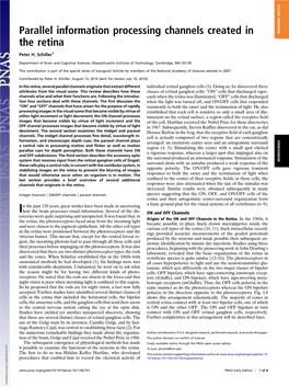 Parallel Information Processing Channels Created in the Retina