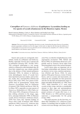 Feeding on Two Species of Cycads (Zamiaceae) in the Huasteca Region, Mexico