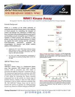 WNK1 Kinase Assay by Jacquelyn S