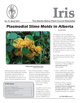 Plasmodial Slime Molds in Alberta by Jim Posey