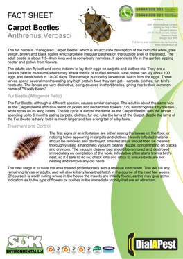 FACT SHEET Carpet Beetles Anthrenus Verbasci