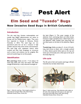 Elm Seed and "Tuxedo Bugs"