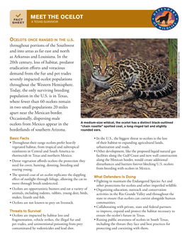 Meet the Ocelot Sheet a Texas Survivor