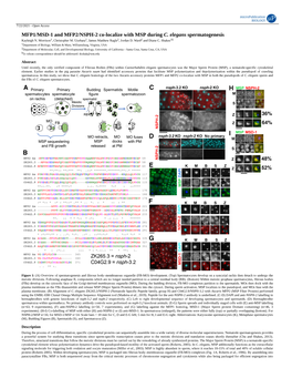 MFP1/MSD-1 and MFP2/NSPH-2 Co-Localize with MSP During C