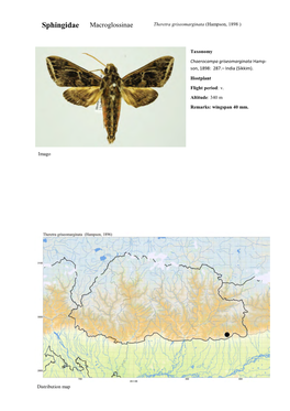 Sphingidae Macroglossinae Theretra Griseomarginata (Hampson, 1898 )