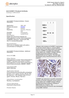 Anti-Hnrnp F Picoband Antibody Catalog # ABO10324