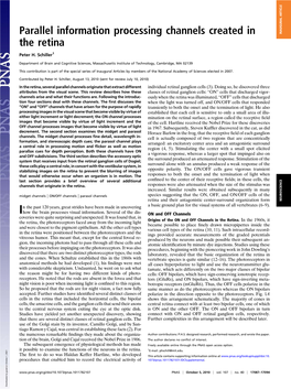 Parallel Information Processing Channels Created in the Retina