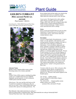 GOLDEN CURRANT Currant Bush and Used It As a Snakebite Remedy