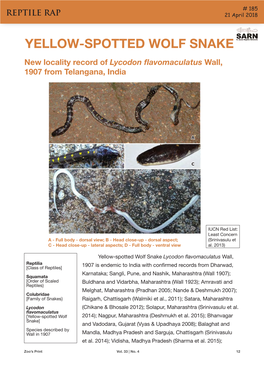 YELLOW-SPOTTED WOLF SNAKE New Locality Record of Lycodon Flavomaculatus Wall, 1907 from Telangana, India