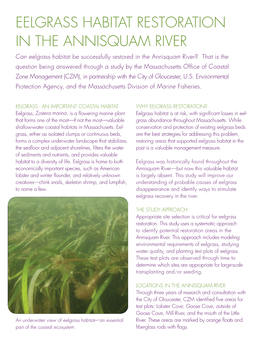 Eelgrass Habitat Restoration in the Annisquam River