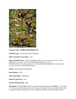 Sarracenia Purpurea Linnaeus Other Commonly Used Names