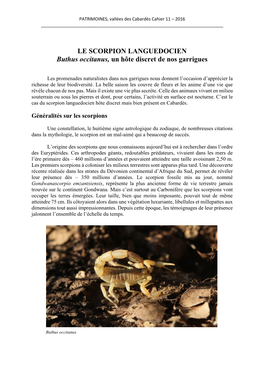 LE SCORPION LANGUEDOCIEN Buthus Occitanus, Un Hôte Discret De Nos Garrigues