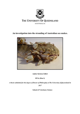 An Investigation Into the Stranding of Australian Sea Snakes