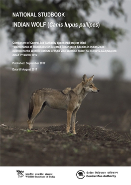 INDIAN WOLF (Canis Lupus Pallipes)