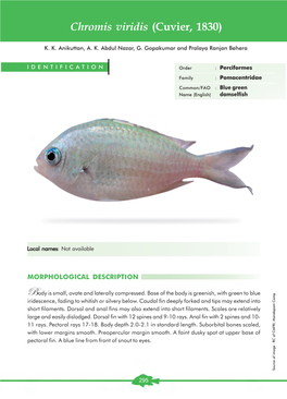 Chromis Viridis (Cuvier, 1830)