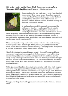 Life History Notes on the Caper Gull, Cepora Perimale Scyllara (Donovan, 1805) Lepidoptera: Pieridae - Wesley Jenkinson