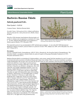 Barbwire Russian Thistle