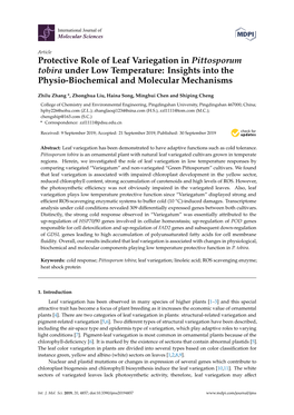 Protective Role of Leaf Variegation in Pittosporum Tobira Under Low Temperature: Insights Into the Physio-Biochemical and Molecular Mechanisms