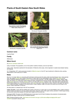 Hibbertia Stricta Subsp