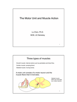 The Motor Unit and Muscle Action