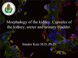 Morphology of the Kidney. Capsules of the Kidney, Ureter and Urinary Bladder