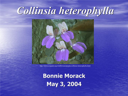 Collinsia Heterophylla